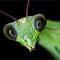 Mantis
