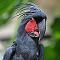 daddybird292