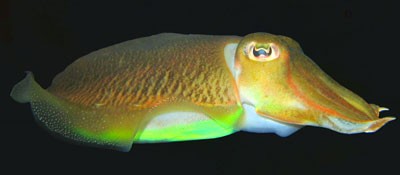 Click image for larger version

Name:	6653cuttlefish.jpg
Views:	615
Size:	12.5 KB
ID:	6668