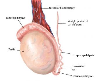 Click image for larger version

Name:	relabeled_anatomy_of_the_testicle.jpg
Views:	337
Size:	46.0 KB
ID:	21834
